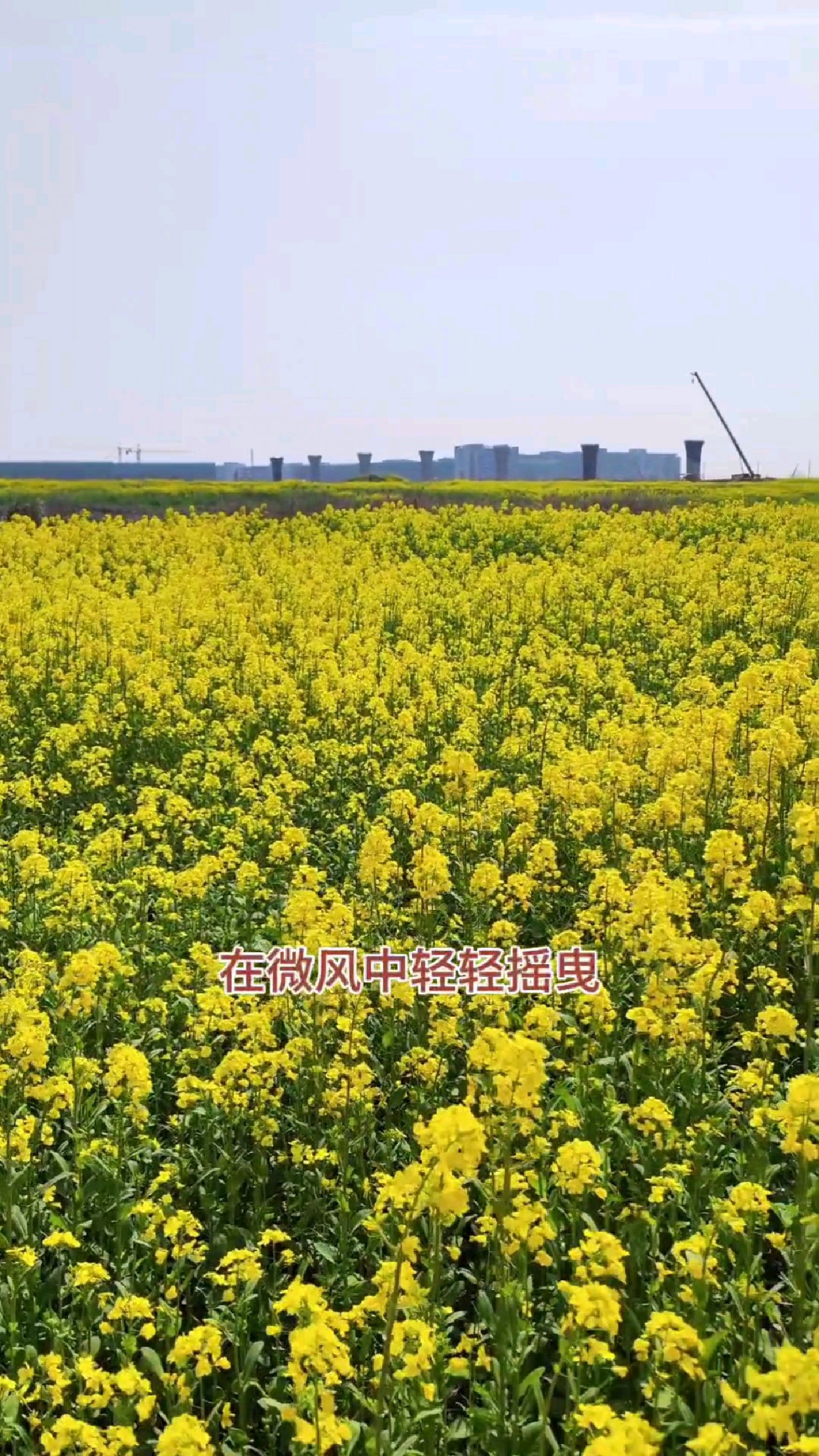 台州椒江区万亩油菜花海,步入其中仿佛置身于一个梦幻般的世界
