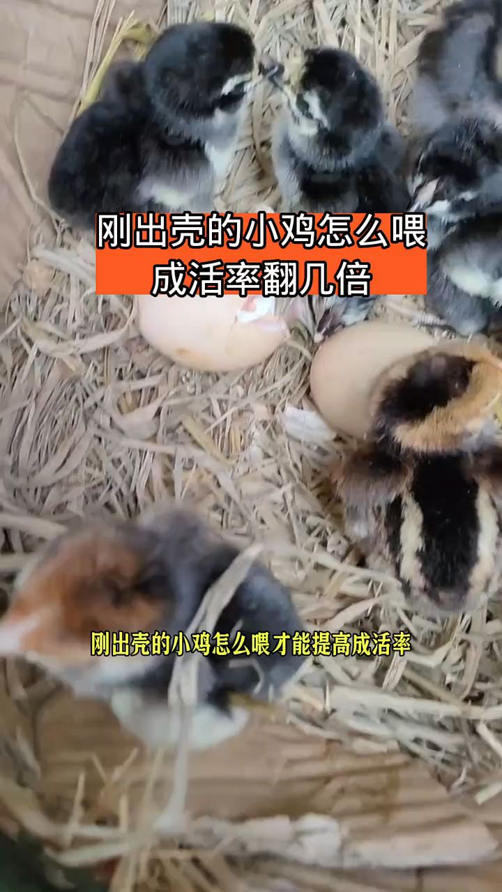 刚出壳的小鸡,怎么喂,成活率高