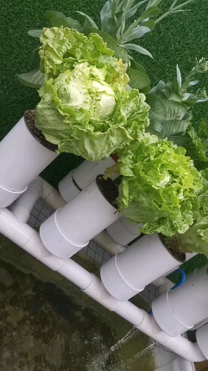 养鱼不换水,种菜不施肥!管道潮汐系统,打造阳台小生态!