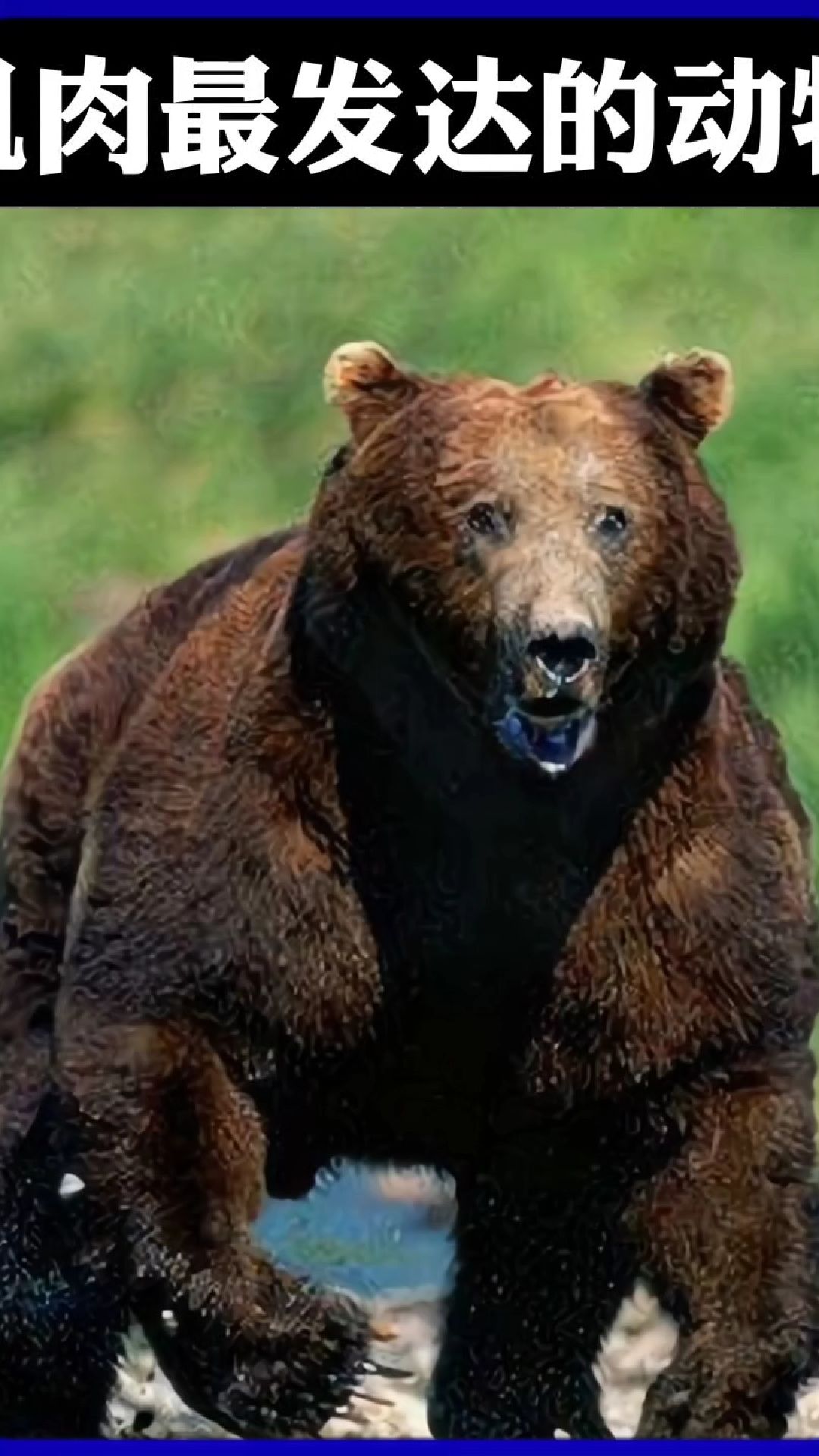 你知道世界上肌肉最发达的动物是什么吗?