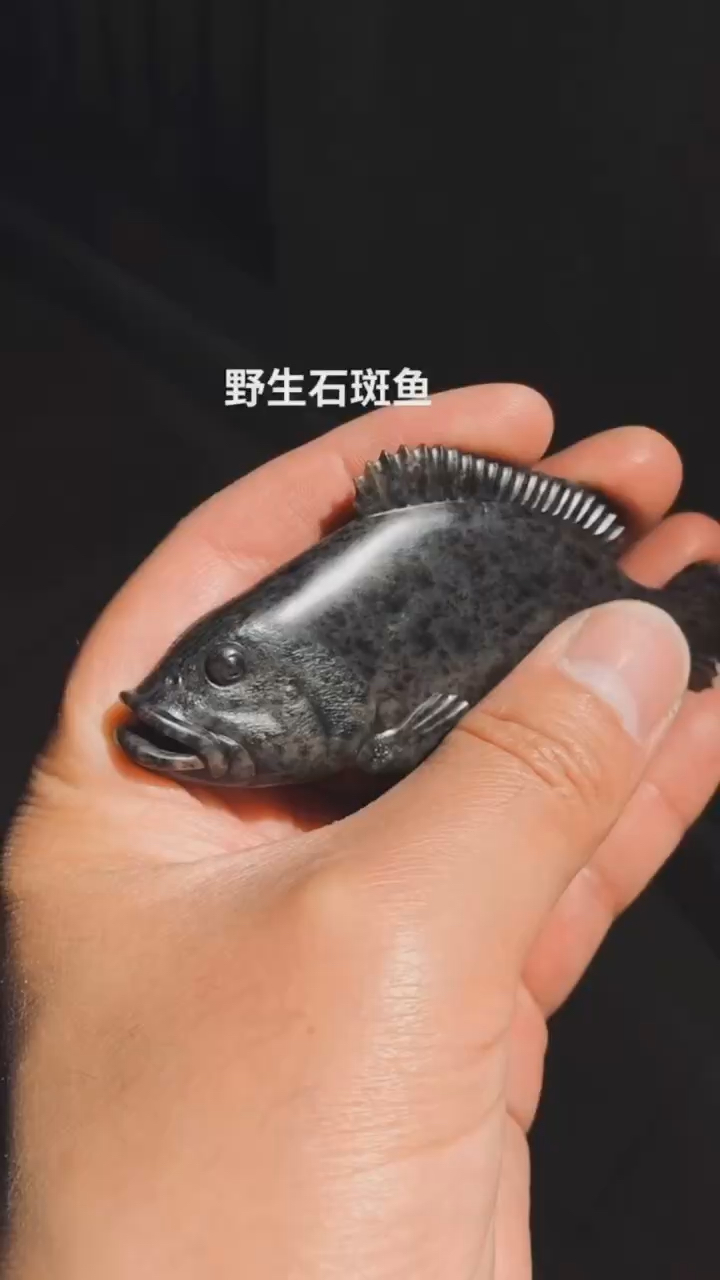 石斑鱼大海里