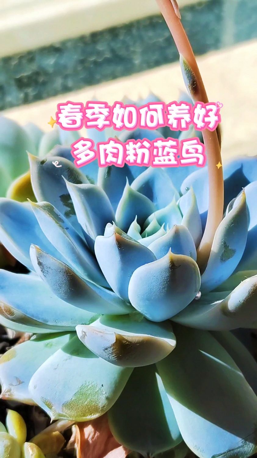 春季如何养好多肉粉蓝鸟?