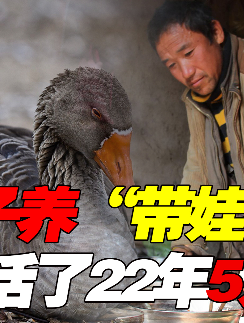 安徽男子捡回神鹅,能干架会带娃暴揍流氓,活了22年5万都不卖