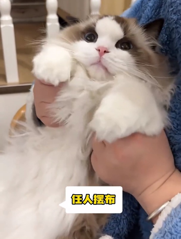 猫咪肉垫颜色,可以判断出性格,准备买猫的新任铲屎官,尤其注意