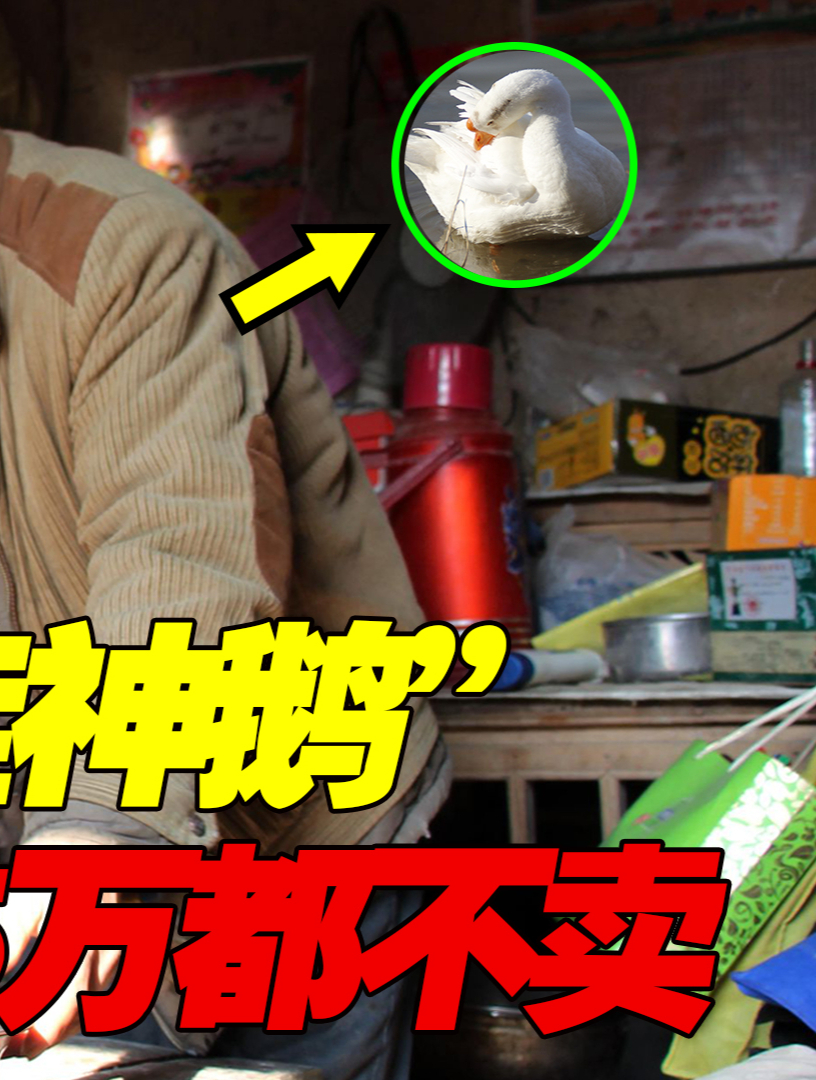 安徽男子捡回神鹅,能干架会带娃暴揍流氓,活了22年5万都不卖