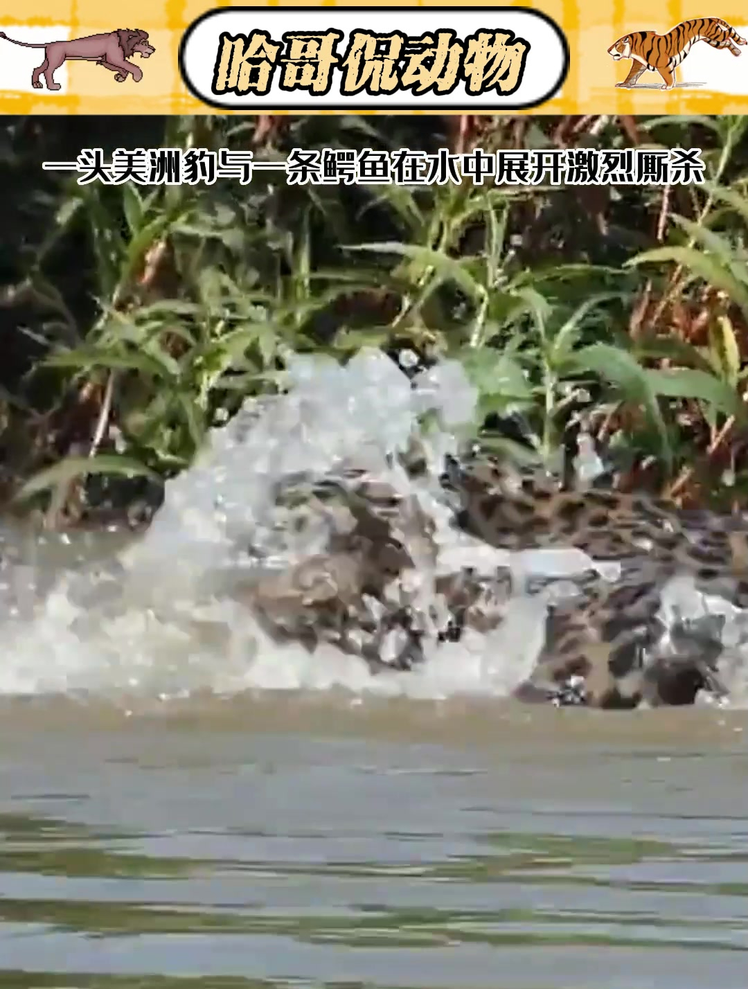 美洲豹与鳄鱼展开激烈厮杀,十秒之后,鳄鱼就被美洲豹死死咬住