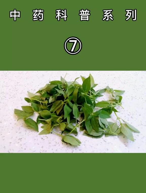 防风吃了以后真的可以“防风”嘛?中草药知识科普