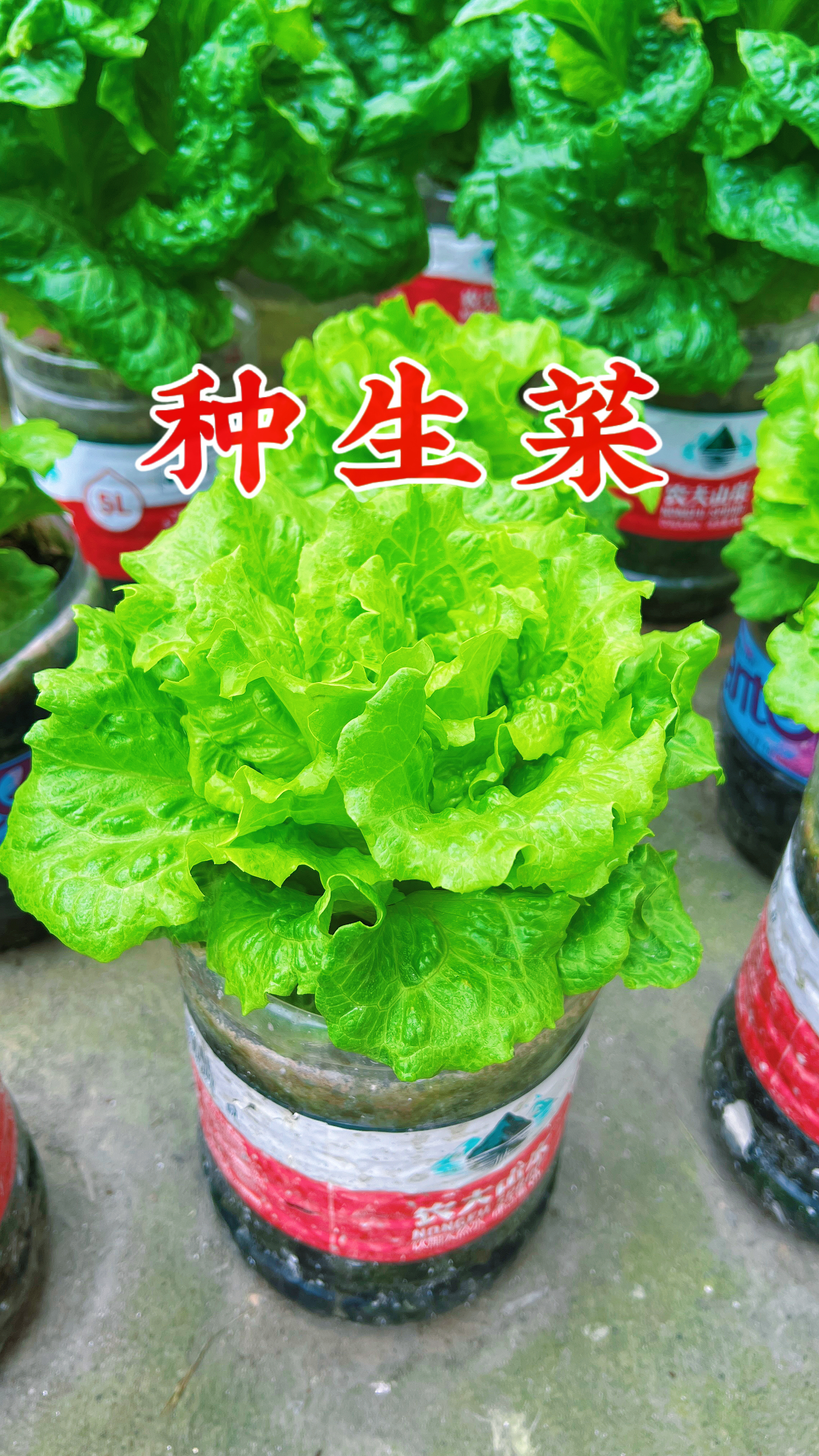 农夫山泉矿泉水瓶种菜的过程来了,种菜的朋友看过来,简单又实用