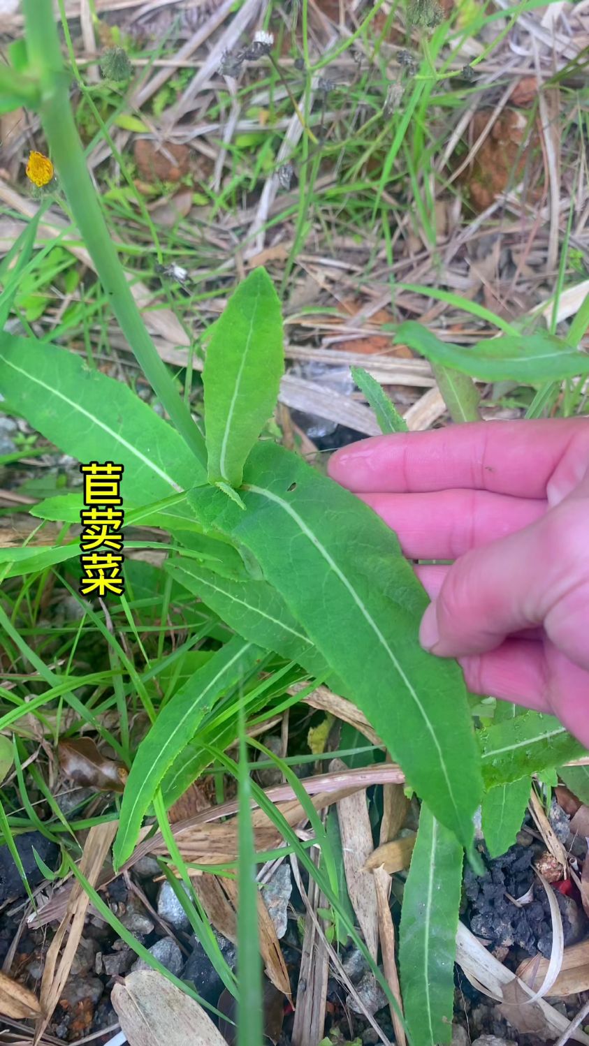 苣荬菜也叫野苦菜、苦荬菜,老一辈人常常会采摘它