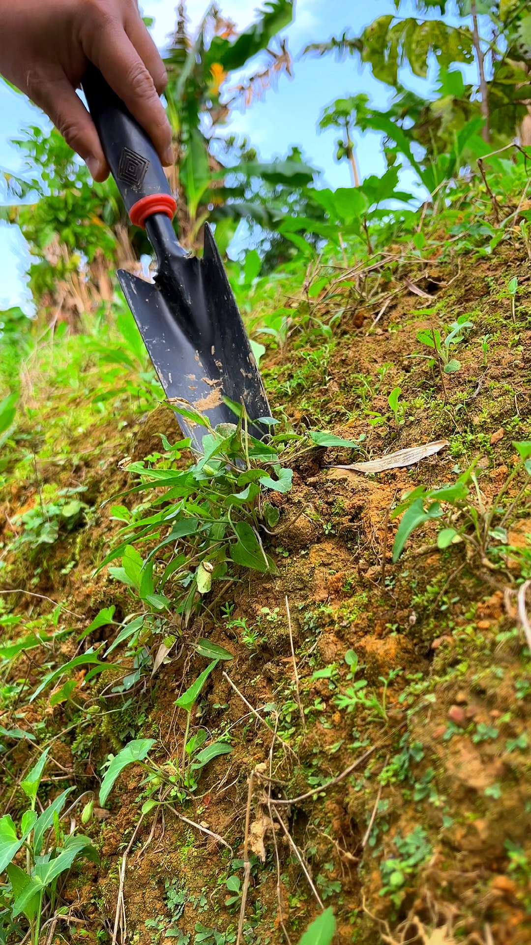 野堇菜又名紫花地丁,因其像一颗钉子,头顶开着几朵紫花而得此名