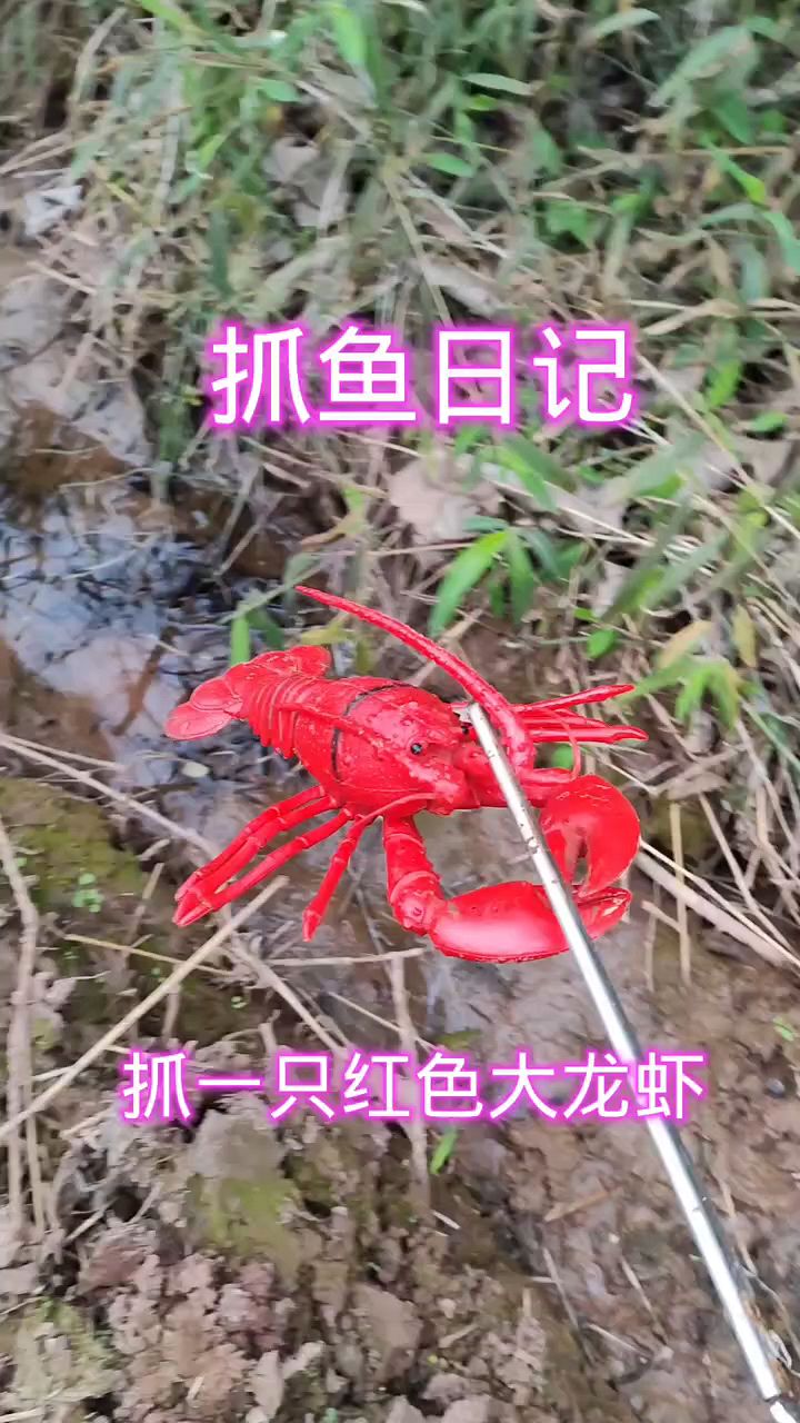 抓了一只红色大龙虾