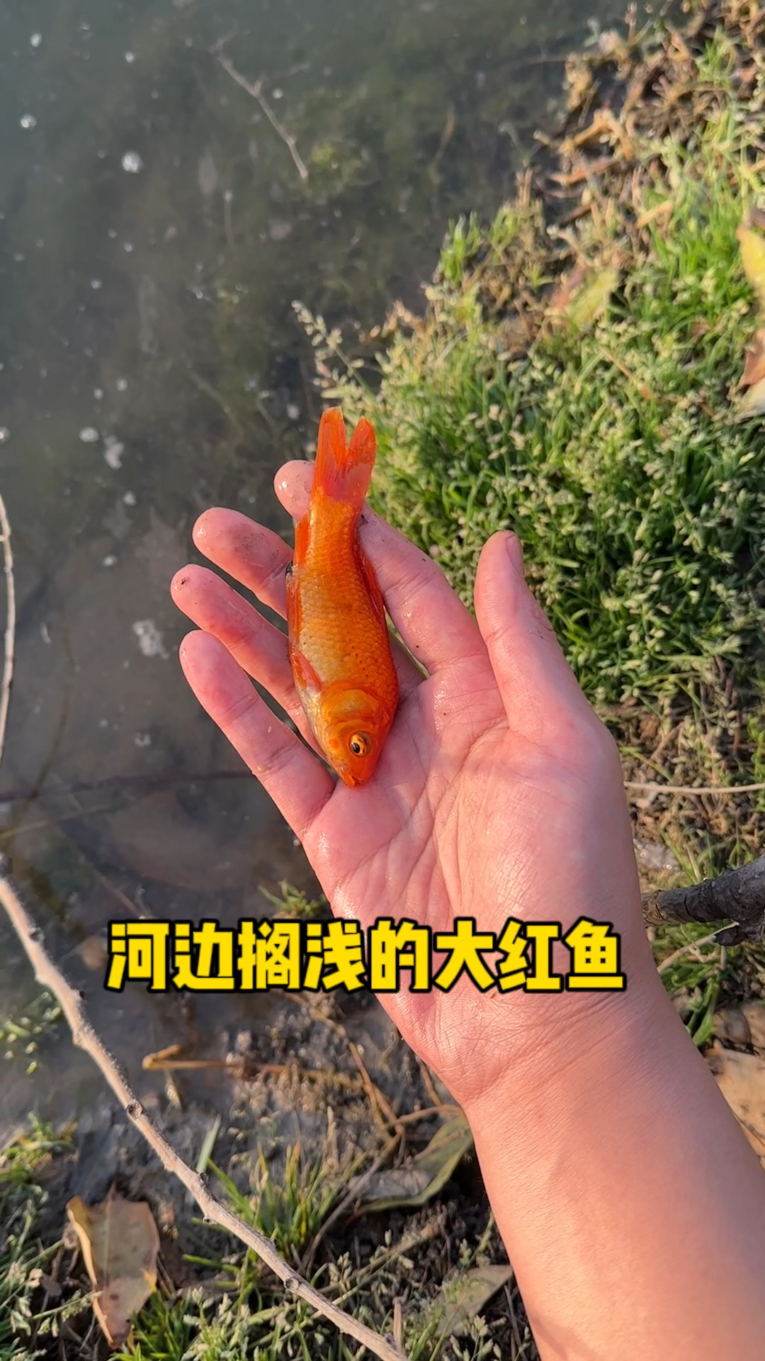 河边搁浅的大红鱼