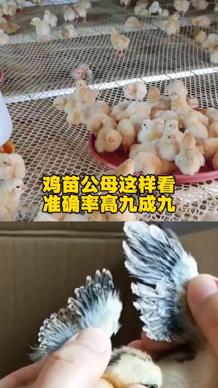 鸡苗公母这样看准确率九成九