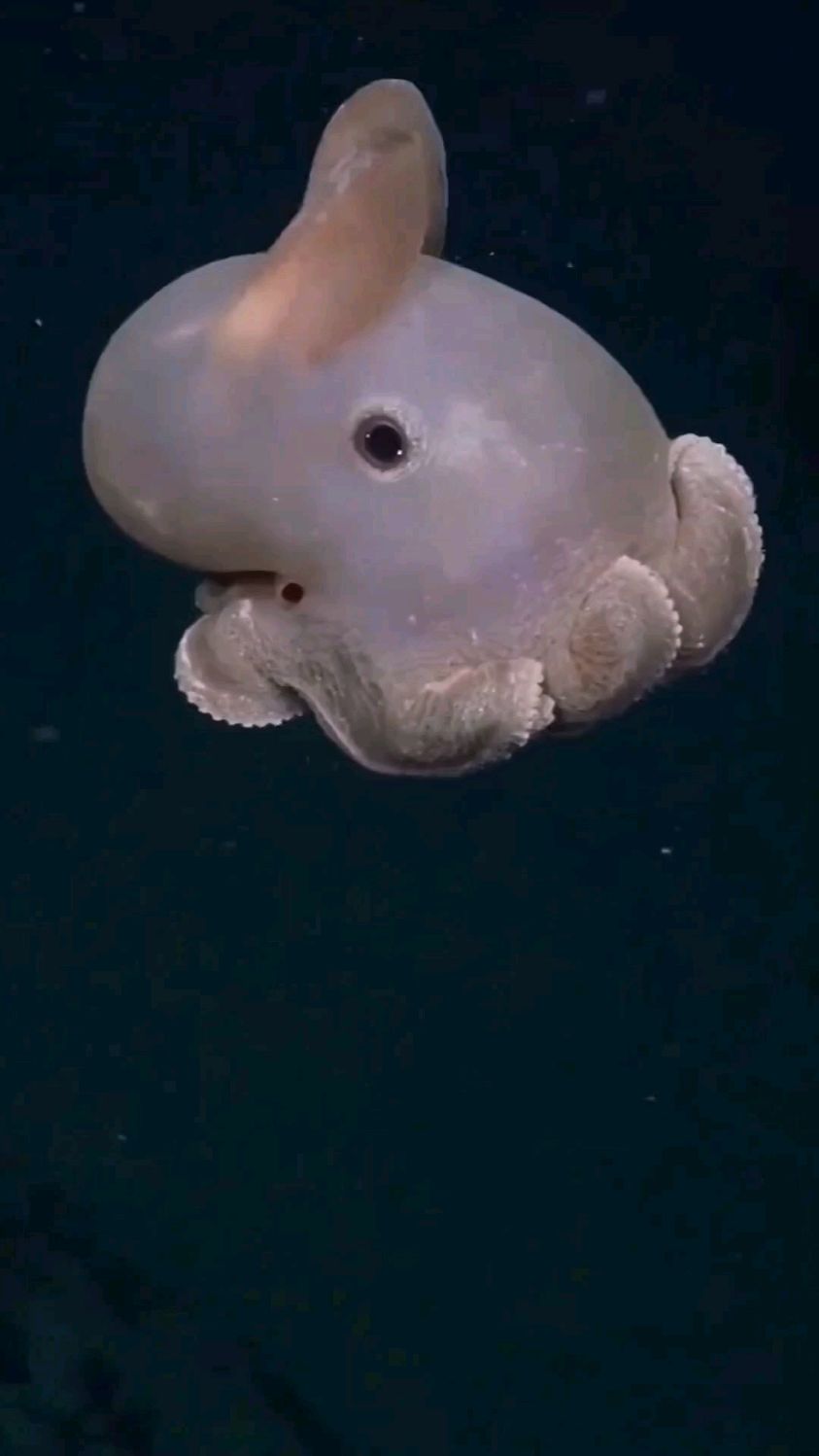 世界上最可爱的海底生物,你喜欢吗?
