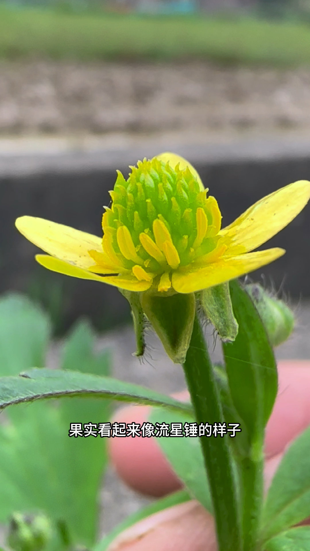 杨子毛茛通常生长在水芹菜旁边,果实看起来像流星锤,十分的特别