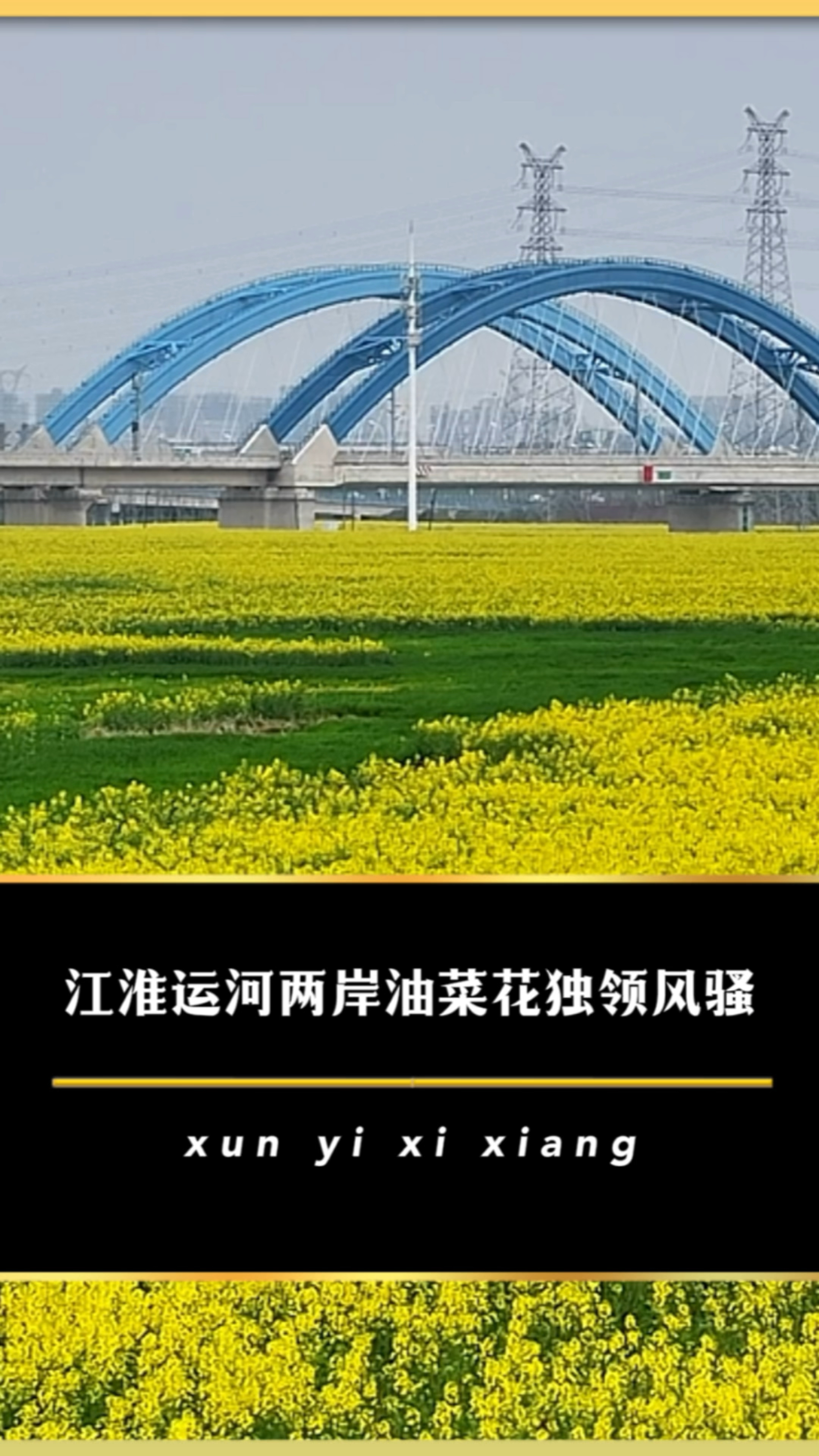 江淮运河两岸的油菜花盛开了,放眼望去一片金黄,香味扑鼻。