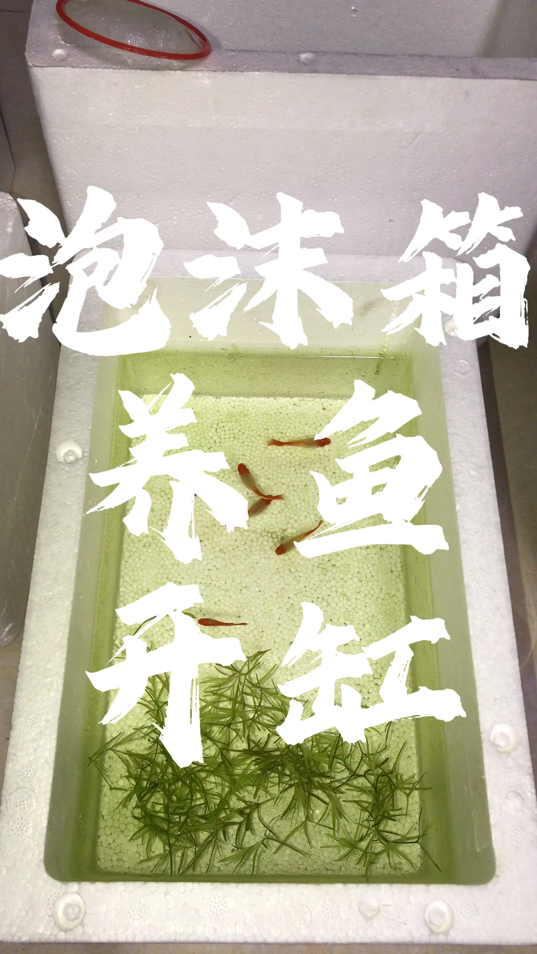 泡沫箱养鱼开缸教程,泡沫箱古法养鱼,懒人养鱼。