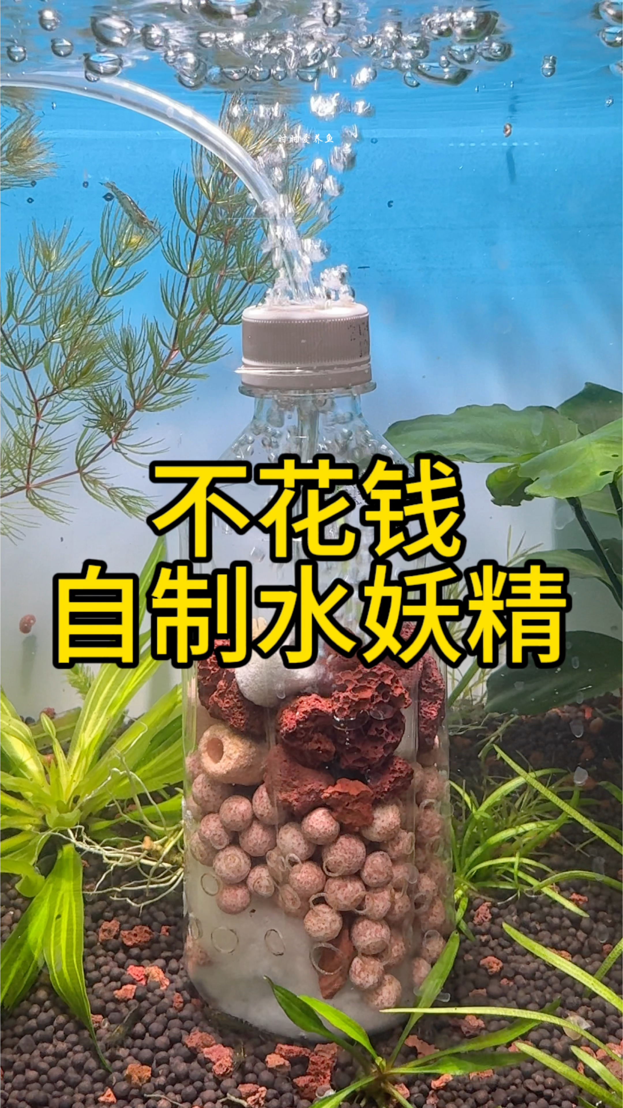 不花一分钱,教你制作爆氧水妖精#水族#观赏鱼#养鱼日记#手工自制