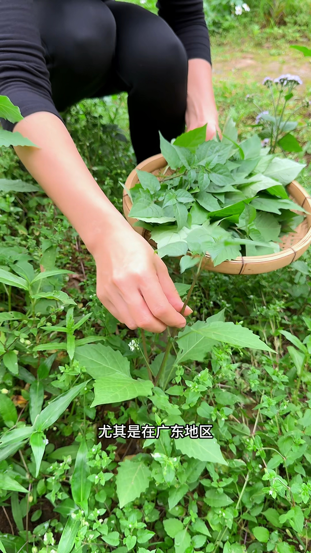 开春时的白花菜,遇见就不要错过了,农村人都很喜欢采摘它