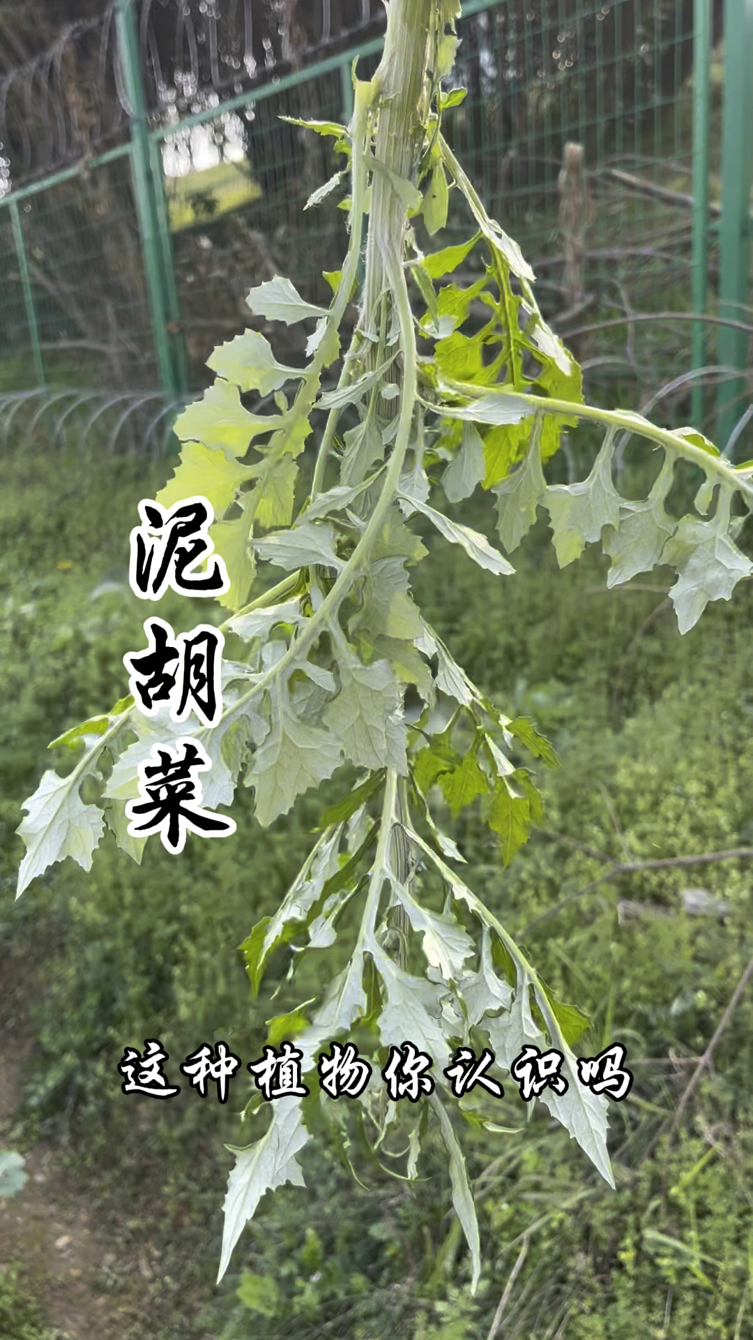 泥胡菜,又称剪刀草、石灰菜,你用它制作过清团吗?