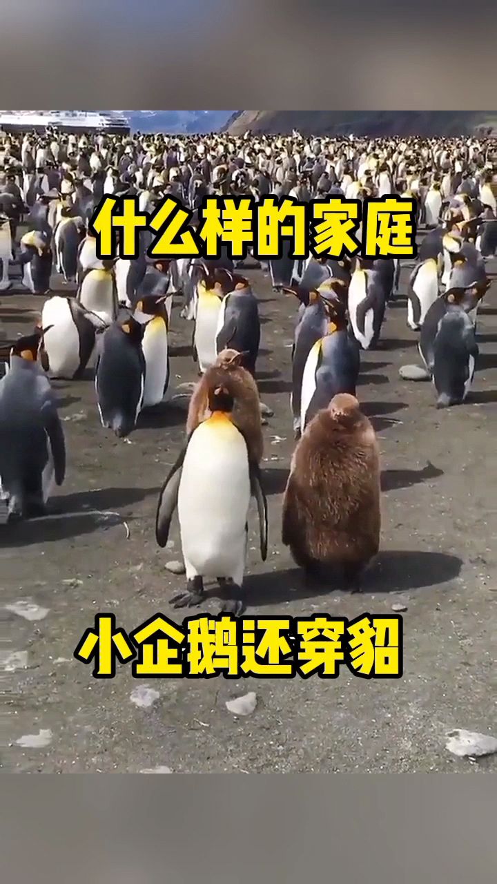 什么样的家庭,小企鹅还穿貂?