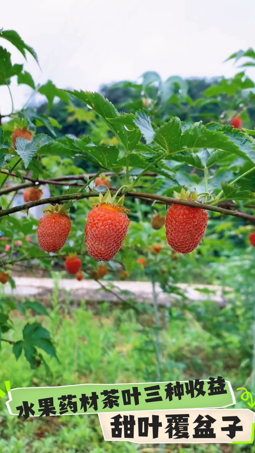 水果药材茶叶一体掌叶覆盆子
