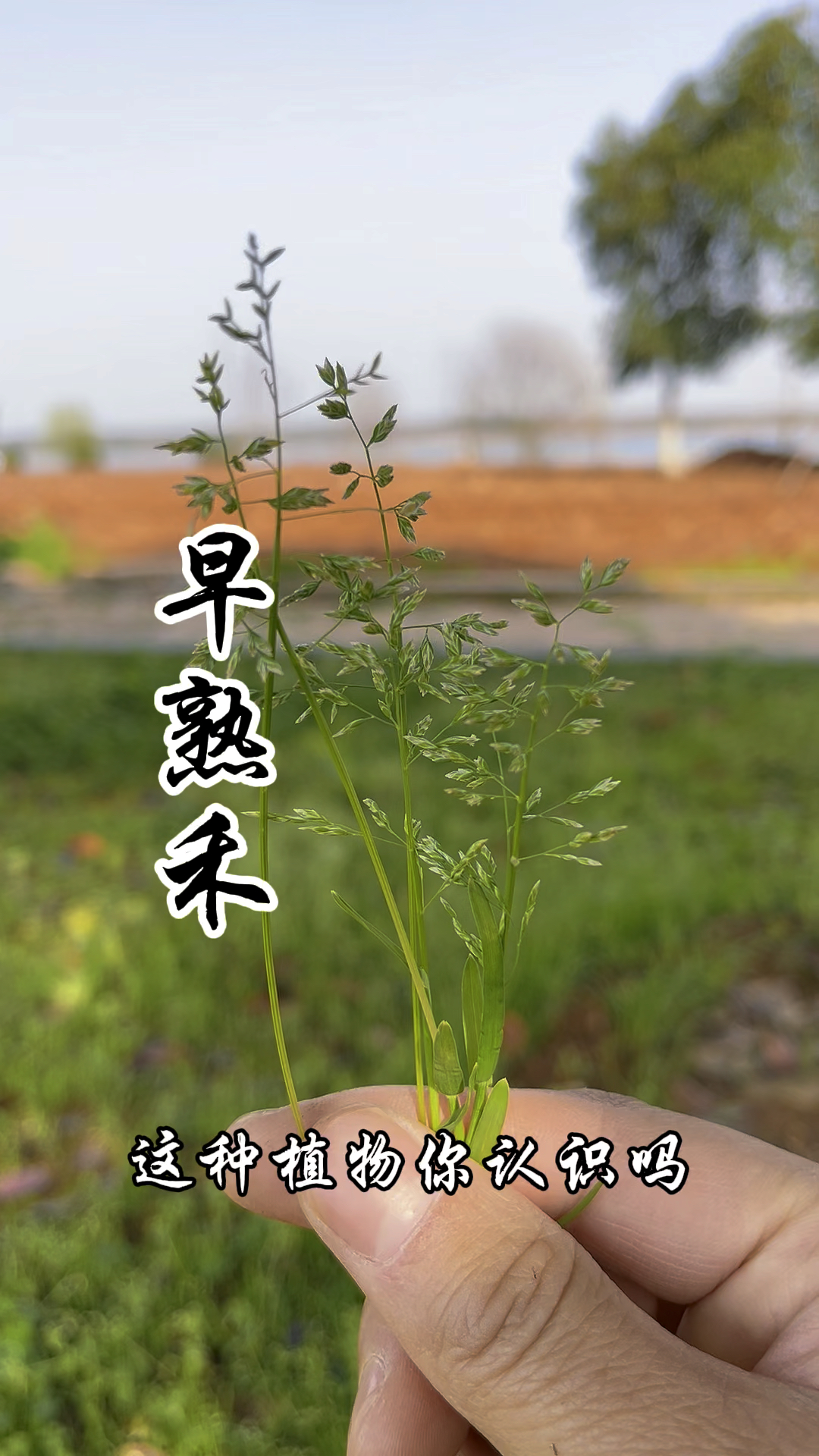 早熟禾,又称小鸡草、踏不烂,它的价值你了解吗?