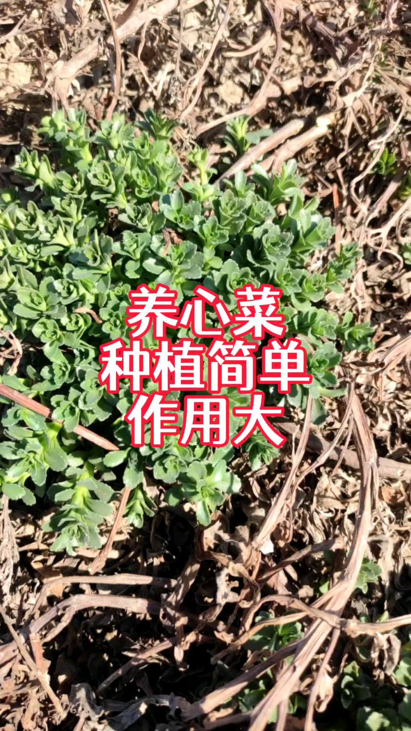 养心菜,作用真不错,特别适合中老年人,不到1个月,就能采收了