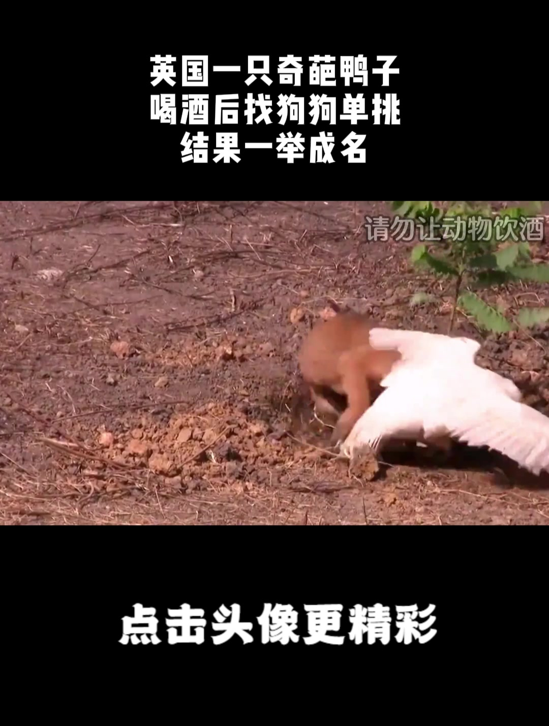 英国一只奇葩鸭子,喝酒后找狗狗单挑,结果一举成名