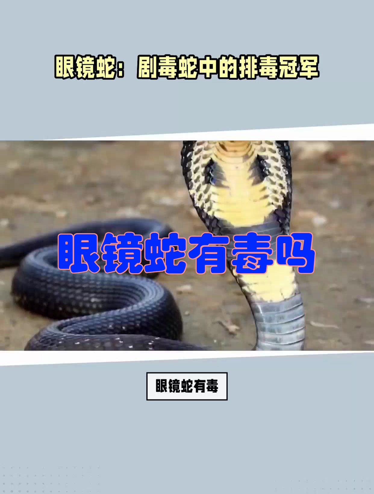 眼镜蛇是有毒的吗
