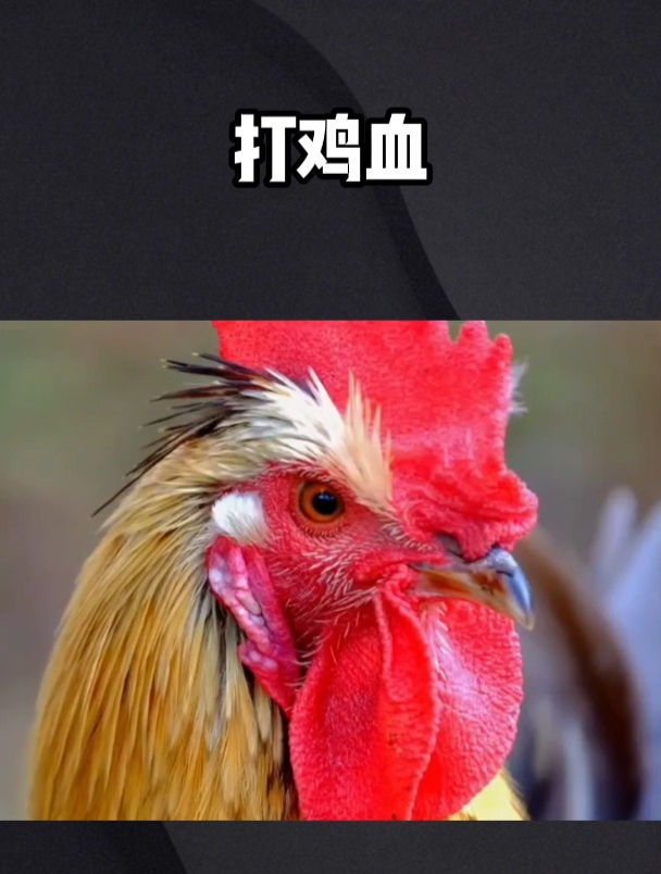 原来真的有人打过鸡血,今天你打鸡血了没!