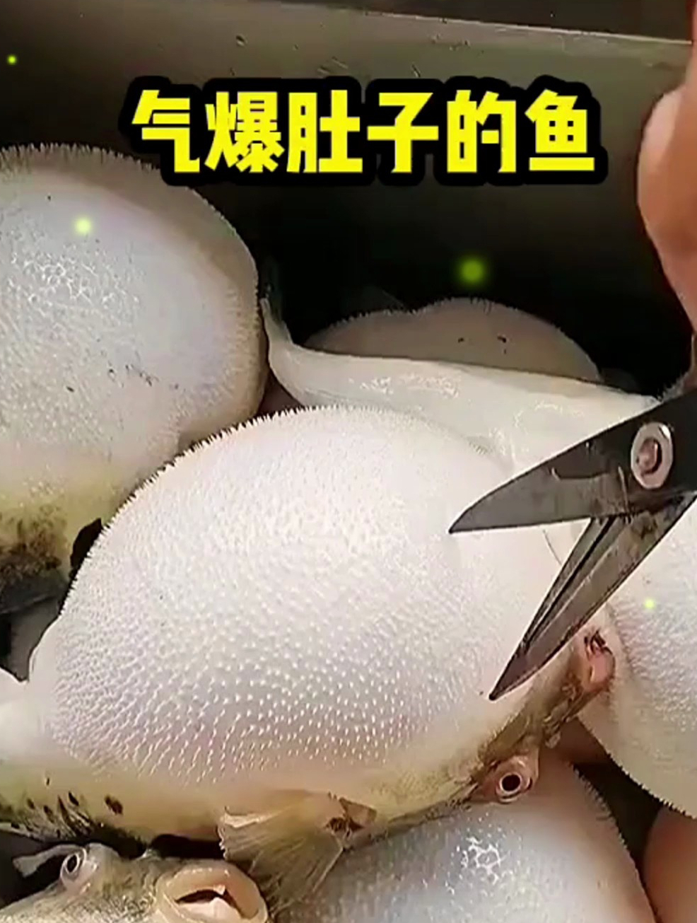 大家都见过这种鱼吗?