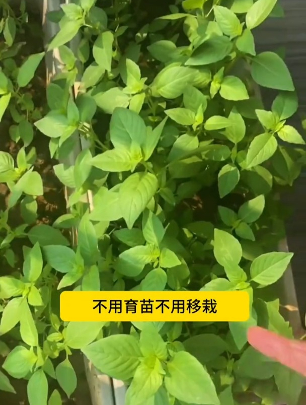 让河南人痴迷的野菜,营养价值高,庭院种一次可多茬采收!