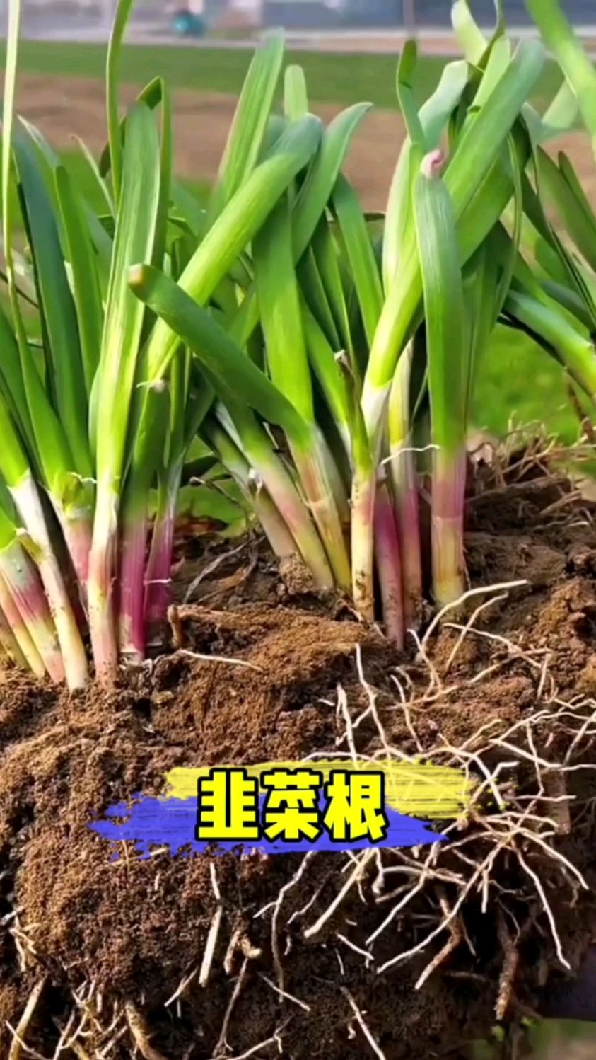 现在又到种植韭菜根的时候了,想要种出这么好的韭菜就像我这样种