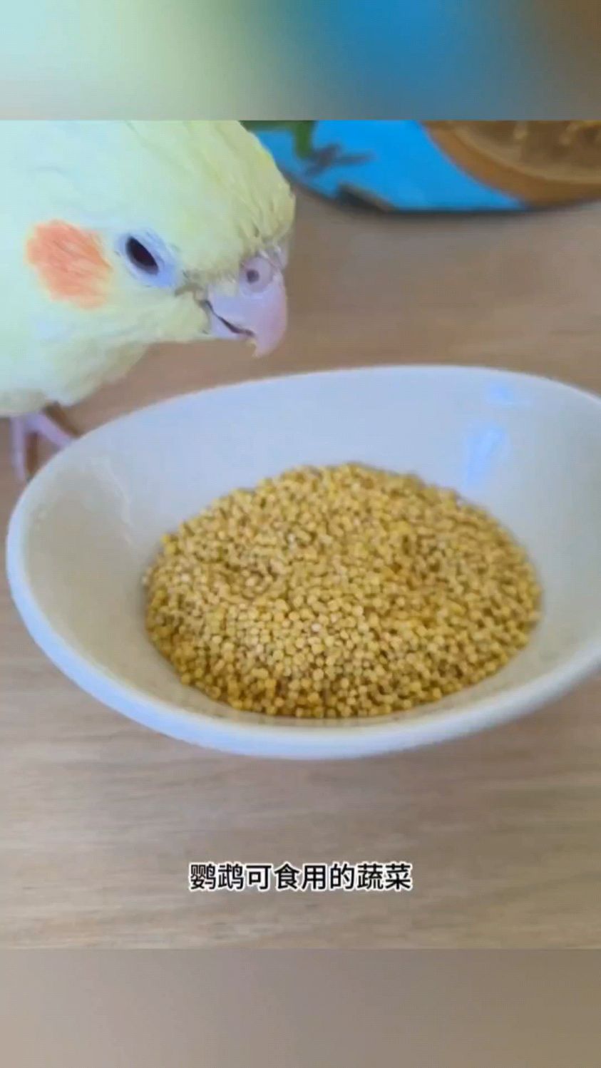 鹦鹉能吃什么样的蔬菜