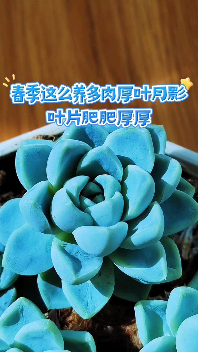 春季这么养多肉厚叶月影,叶片肥肥厚厚