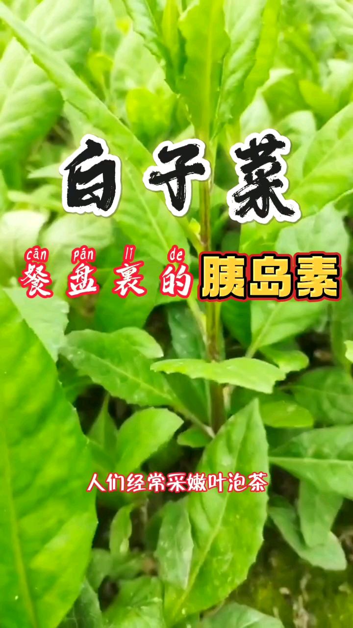 白子菜,餐桌上的胰岛素,炒菜、泡茶都可,快来了解下吧