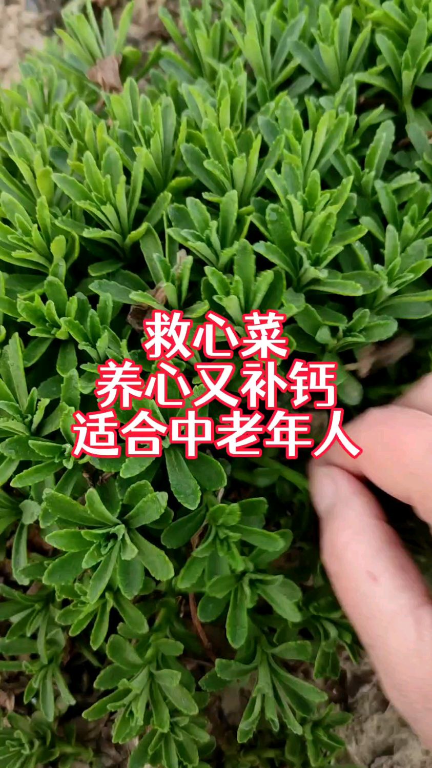 救心菜,养心又补钙,像韭菜割了一茬又一茬,种一次生长15-20年