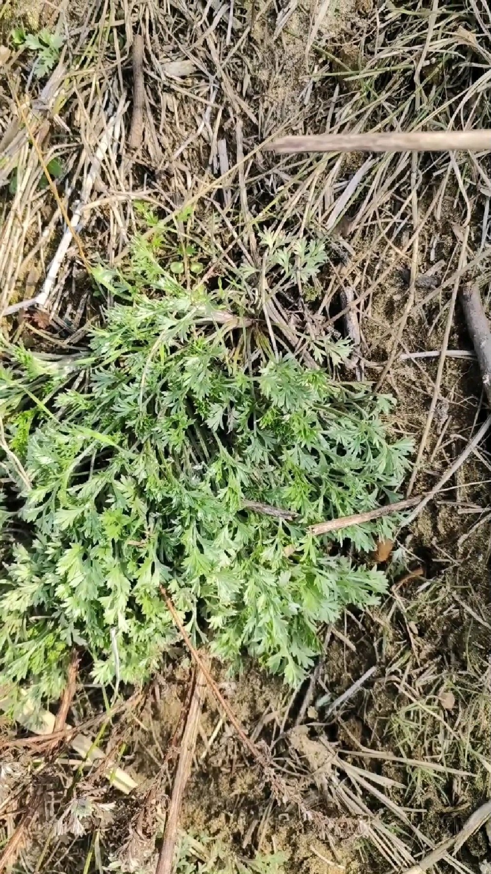 茵陈蒿白蒿粑粑做法