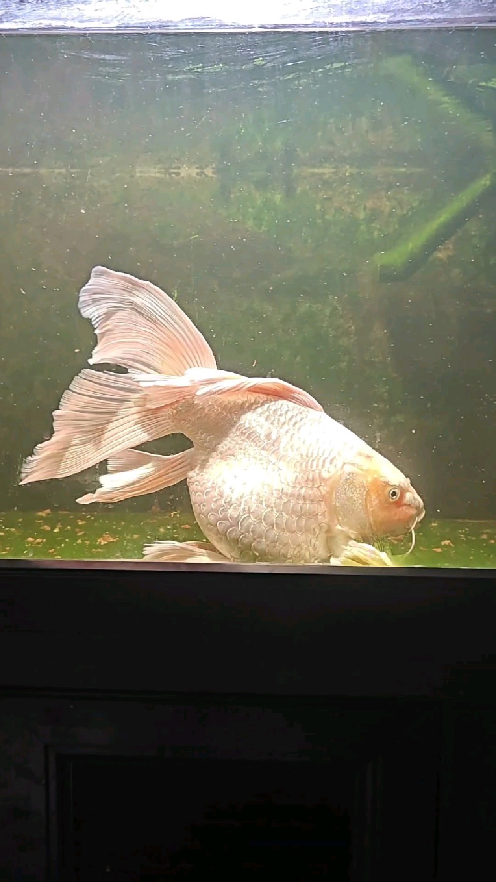 鱼粪满天飞的缸你们见过吗?鱼缸还是不能养太大的鱼啊!