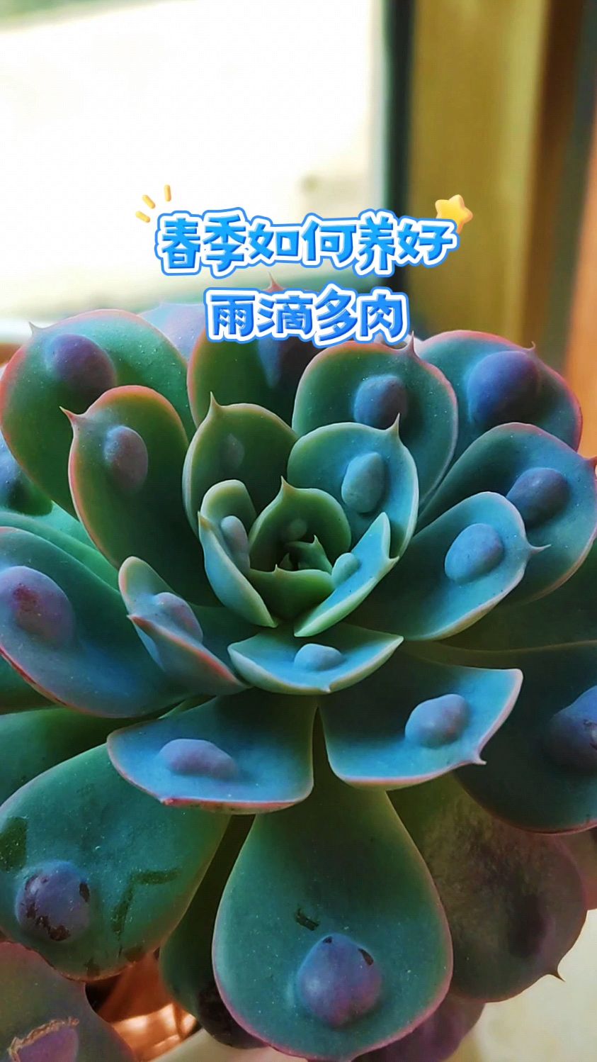 春季如何养好雨滴多肉?