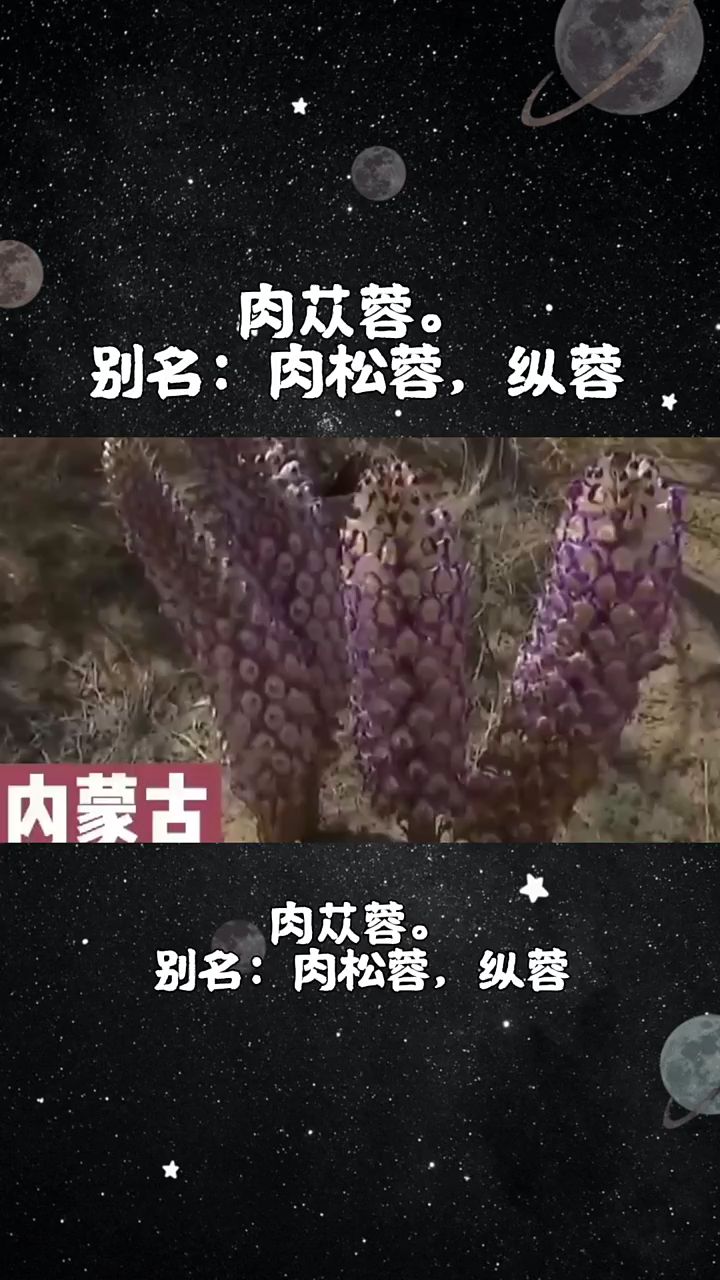 今天介绍第一百四十二味中药材,肉苁蓉