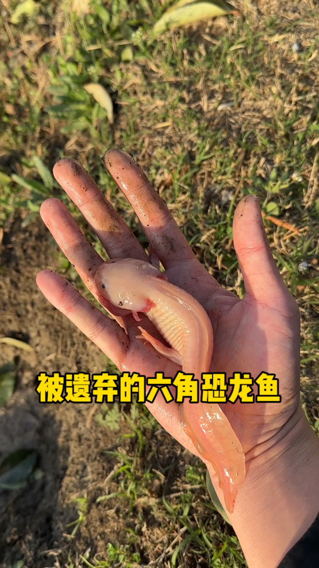 被遗弃的六角恐龙鱼
