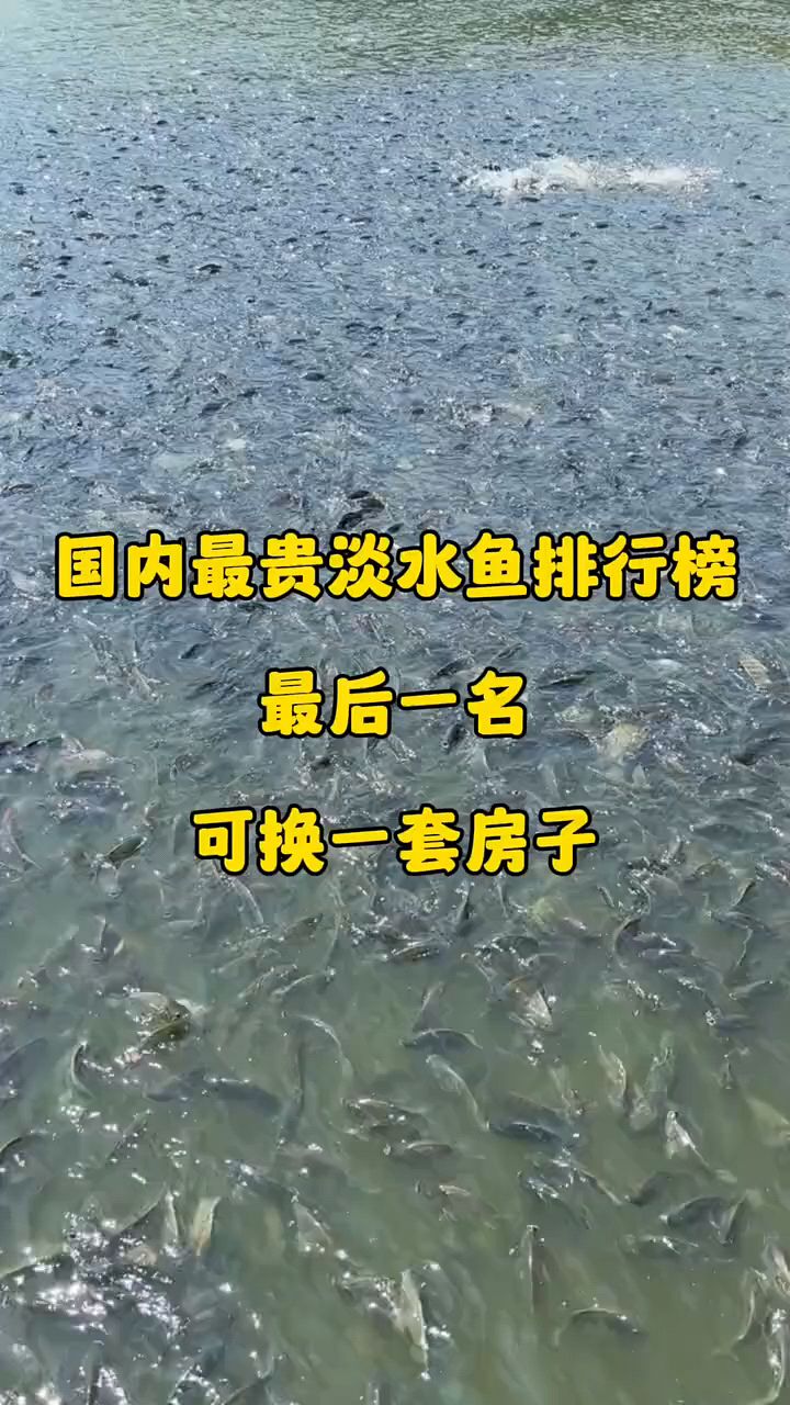 最贵淡水鱼排行,能换一套房子