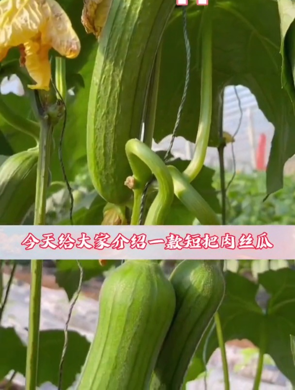 老品种大肉丝瓜,如今市面上少见,一斤30元,很多人种植!