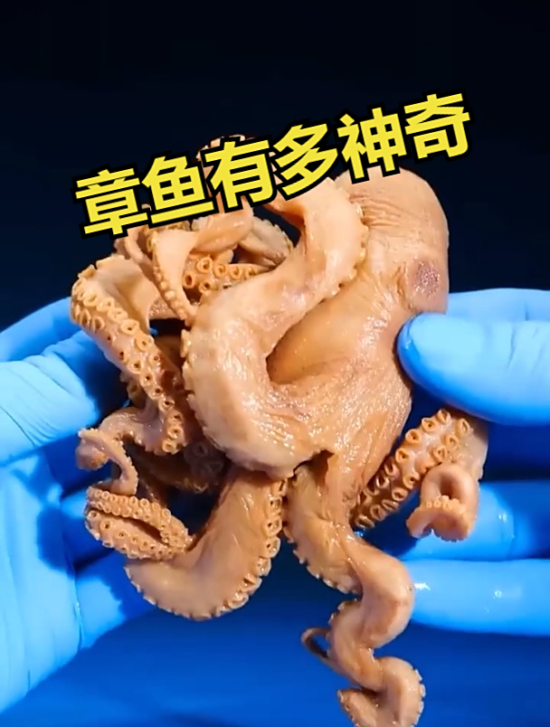 章鱼究竟有多神奇