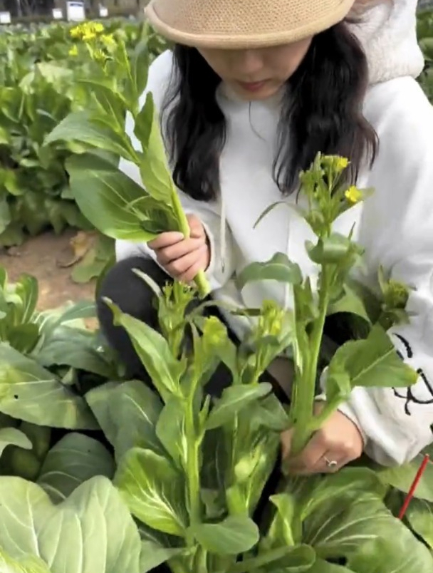 好种又好吃的四季菜心,掐着吃长得快,适宜春季种植!