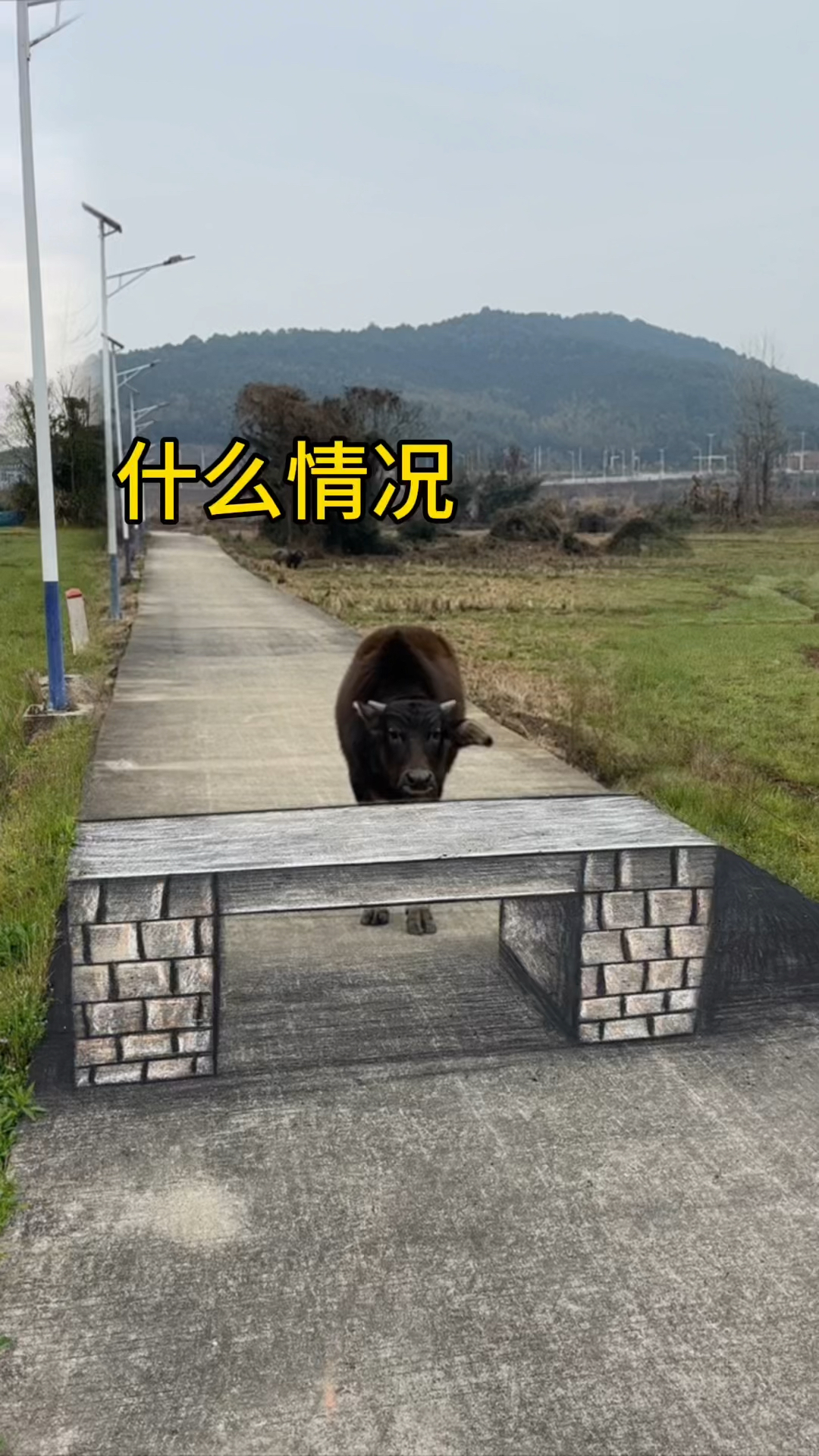 牛:这是发生了什么?
