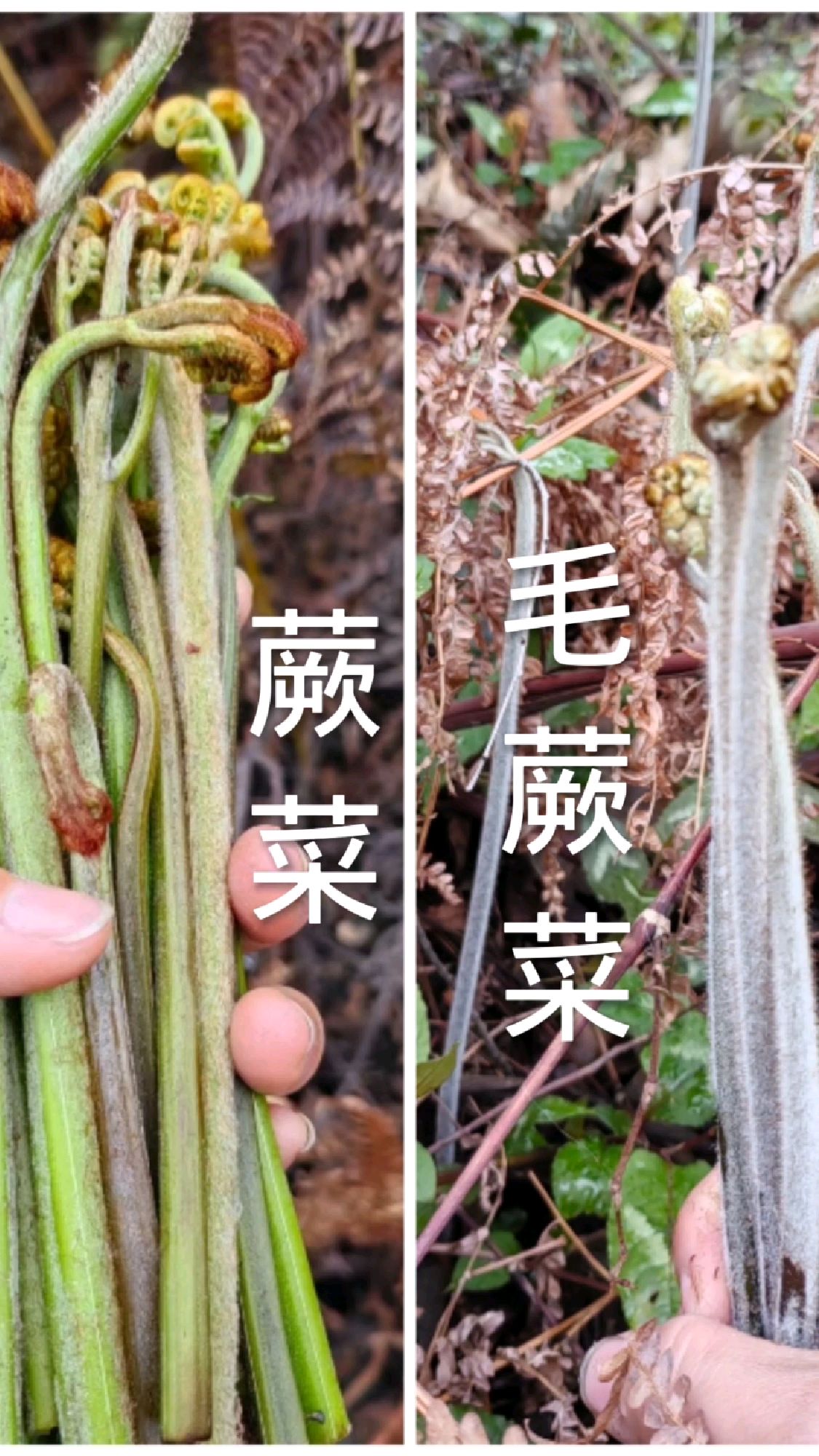蕨菜和毛蕨菜的区别,你更喜欢哪一种呢