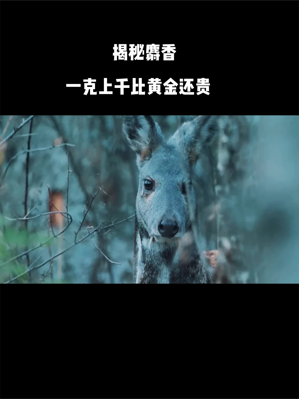 揭秘麝香:一克上千比黄金还贵的褐色粉末究竟是什么?